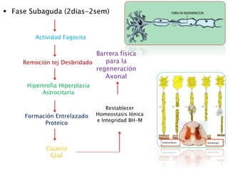  Fase Subaguda (2dias-2sem)
Actividad Fagocita
Remoción tej Desbridado
Hipertrofia Hiperplasia
Astrocitaria
Formación Entrelazado
Proteico
Cicatriz
Glial
Barrera física
para la
regeneración
Axonal
Restablecer
Homeostasis Iónica
e Integridad BH-M
 