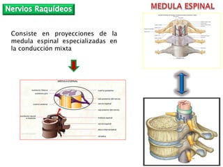 Consiste en proyecciones de la
medula espinal especializadas en
la conducción mixta
 