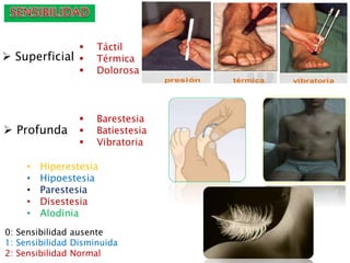  Superficial
 Profunda
 Táctil
 Térmica
 Dolorosa
 Barestesia
 Batiestesia
 Vibratoria
• Hiperestesia
• Hipoestesia
• Parestesia
• Disestesia
• Alodinia
0: Sensibilidad ausente
1: Sensibilidad Disminuida
2: Sensibilidad Normal
 