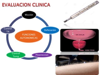 FUNCIONES
AUTONOMICAS
Micción
Defecación
Piloereccion
Control
Temp
Control
TA
 