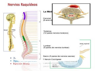  31 pares
 Agujeros conjunción
 Función Mixta
 