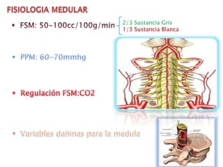 2/3 Sustancia Gris
1/3 Sustancia Blanca
 