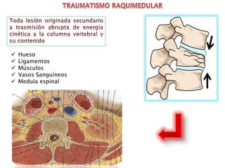  Hueso
 Ligamentos
 Músculos
 Vasos Sanguíneos
 Medula espinal
 
