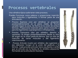 Procesos vertebrales
Una vértebra típica suele tener siete procesos.
Pueden funcionar como palanca y proporcionar inserción
para músculos y ligamentos, o formar parte de una
articulación.
 Proceso Espinoso (uno por vértebra): se proyectan
posteroinferiormente en el plano medio de forma
variable según la zona. Se forma en la unión de ambas
láminas. Proporciona inserción para varios músculos y
para los ligamentos supraespinoso e infraespinoso.
 Proceso Transverso (dos por vértebra: derecho e
izquierdo): Se dirigen posterolateralment desde su sitio
de origen en la unión pedículo-lámina. Son un sitio de
inserción de varios músculos y del ligamento
intertransverso
 Proceso Articular (cuatro por vértebra: dos superiores y
dos inferiores): Surgen en la unión del pedículo y la
lámina.. Cada proceso articular tiene una faceta o carilla
que se articula con la faceta de la vértebra adyacente
formando así la articulación facetaria.
 