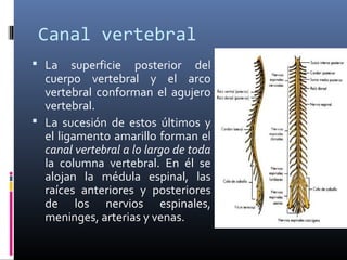 Canal vertebral
 La superficie posterior del
cuerpo vertebral y el arco
vertebral conforman el agujero
vertebral.
 La sucesión de estos últimos y
el ligamento amarillo forman el
canal vertebral a lo largo de toda
la columna vertebral. En él se
alojan la médula espinal, las
raíces anteriores y posteriores
de los nervios espinales,
meninges, arterias y venas.
 