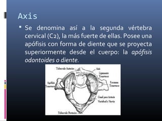 Axis
 Se denomina así a la segunda vértebra
cervical (C2), la más fuerte de ellas. Posee una
apófisis con forma de diente que se proyecta
superiormente desde el cuerpo: la apófisis
odontoides o diente.
 