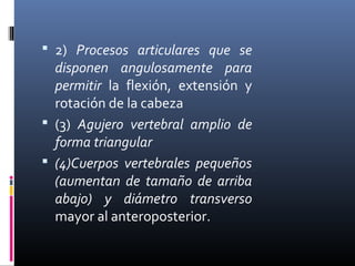  2) Procesos articulares que se
disponen angulosamente para
permitir la flexión, extensión y
rotación de la cabeza
 (3) Agujero vertebral amplio de
forma triangular
 (4)Cuerpos vertebrales pequeños
(aumentan de tamaño de arriba
abajo) y diámetro transverso
mayor al anteroposterior.
 