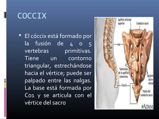 COCCIX
 El cóccix está formado por
la fusión de 4 o 5
vertebras primitivas.
Tiene un contorno
triangular, estrechándose
hacia el vértice; puede ser
palpado entre las nalgas.
La base está formada por
Co1 y se articula con el
vértice del sacro
 