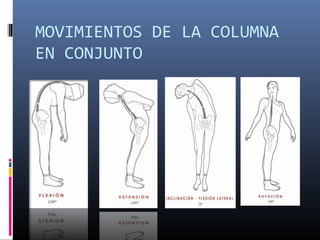 MOVIMIENTOS DE LA COLUMNA
EN CONJUNTO
 