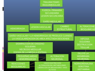 DILUYE LA
MEMBRABA
NEURONAL
VASOCONSTRICCION
ALTERACION DEL METABOLISMO
LIBERACION DE MEDIADORES VASO
ACTIVOS
REACCIONES
BIOQUIMICAS
ALTERACION
NEURONAL
PEQUEÑAS AREAS
HEMORRAGICAS
DISMINUCION DE OXIGENO
ISQUEMIA
NECROSIS MEDULAR
EDEMA DE LA MEDULA ESPINAL
DAÑO VASCULAR Y LA HEMORRAGIA:SE PRODUCE CUANDO
LA VASCULARIZACION DE AREA AFECTADA DESCIENDE
ALTERACIONES
BIOQUIMICAS
CAMBIO
ESTRUCTURAL
LESION VASCULAR
HEMORRAGIA
FUERZA: PRIMARIA
SECUNDARIA
LESION SECUNCARIA
DAÑO MEDULAR
TRAUMATISMO
RAQUIMEDULAR
NORADRENALINA
SEROTINA
HISTAMINA
HIPOXIA
ISQUEMIA
DESTRUCCION
TISULAR
 