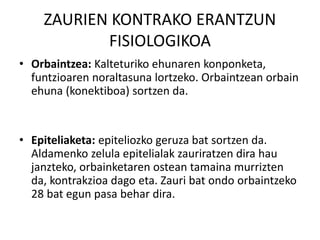 ZAURIEN KONTRAKO ERANTZUN
FISIOLOGIKOA
• Orbaintzea: Kalteturiko ehunaren konponketa,
funtzioaren noraltasuna lortzeko. Orbaintzean orbain
ehuna (konektiboa) sortzen da.
• Epiteliaketa: epiteliozko geruza bat sortzen da.
Aldamenko zelula epitelialak zauriratzen dira hau
janzteko, orbainketaren ostean tamaina murrizten
da, kontrakzioa dago eta. Zauri bat ondo orbaintzeko
28 bat egun pasa behar dira.
 