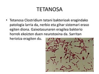 TETANOSA
• Tetanosa Clostridium tetani bakterioak eragindako
patologia larria da, nerbio eta gihar sistemari eraso
egiten diona. Gaixotasunaren eragilea bakterio
horrek ekoizten duen neurotoxina da. Sarritan
heriotza eragiten du.
 