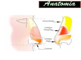 Traumatismos nasales: Otorrinolaringología 