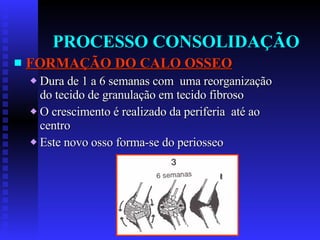 PROCESSO CONSOLIDAÇÃO FORMAÇÃO DO CALO OSSEO Dura de 1 a 6 semanas com  uma reorganização do tecido de granulação em tecido fibroso O crescimento é realizado da periferia  até ao centro Este novo osso forma-se do periosseo 
