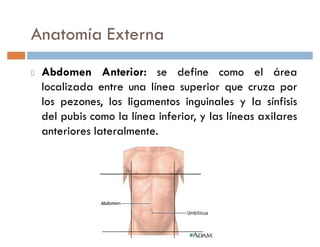 Anatomía Externa
 Abdomen Anterior: se define como el área
 localizada entre una línea superior que cruza por
 los pezones, los ligamentos inguinales y la sínfisis
 del pubis como la línea inferior, y las líneas axilares
 anteriores lateralmente.
 