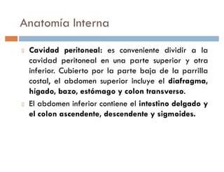 Anatomía Interna
 Cavidad peritoneal: es conveniente dividir a la
 cavidad peritoneal en una parte superior y otra
 inferior. Cubierto por la parte baja de la parrilla
 costal, el abdomen superior incluye el diafragma,
 hígado, bazo, estómago y colon transverso.
 El abdomen inferior contiene el intestino delgado y
 el colon ascendente, descendente y sigmoides.
 