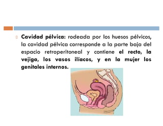 Cavidad pélvica: rodeada por los huesos pélvicos,
la cavidad pélvica corresponde a la parte baja del
espacio retroperitoneal y contiene el recto, la
vejiga, los vasos ilíacos, y en la mujer los
genitales internos.
 