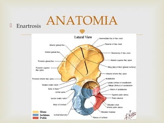  Enartrosis ANATOMIA 
 
 