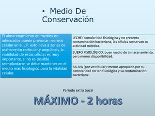 • Medio De
Conservación
El almacenamiento en medios no
adecuados puede provocar necrosis
celular en el L.P. esto lleva a zonas de
reabsorción radicular y anquilosis, la
viabilidad de estas células es muy
importante, si no es posible
reimplantarse se debe mantener en el
medio mas fisiológico para la vitalidad
celular.
LECHE: osmolaridad fisiológica y no presenta
contaminación bacteriana, las células conservan su
actividad mitótica.
SUERO FISIOLÓGICO: buen medio de almacenamiento,
pero menos disponibilidad.
SALIVA (por vestibular): menos apropiado por su
osmolaridad no tan fisiológica y su contaminación
bacteriana.
Periodo extra bucal
 