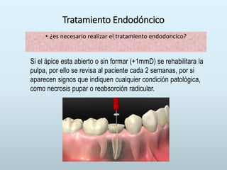 Tratamiento Endodóncico
• ¿es necesario realizar el tratamiento endodoncico?
Si el ápice esta abierto o sin formar (+1mmD) se rehabilitara la
pulpa, por ello se revisa al paciente cada 2 semanas, por si
aparecen signos que indiquen cualquier condición patológica,
como necrosis pupar o reabsorción radicular.
 