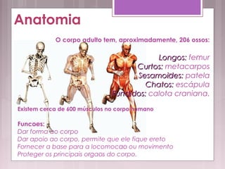 O corpo adulto tem, aproximadamente, 206 ossos:
Longos:Longos: fêmur
Curtos:Curtos: metacarpos
Sesamôides:Sesamôides: patela
Chatos:Chatos: escápula
Fundidos:Fundidos: calota craniana.
Existem cerca de 600 músculos no corpo humano
Funço̧es:
Dar forma ao corpo
Dar apoio ao corpo, permite que ele fique ereto
Fornecer a base para a locomoĉâo ou movimento
Proteger os principais ôrgâos do corpo.
 
Anatomia
 