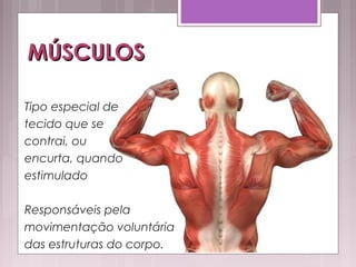 MÚSCULOSMÚSCULOS
Tipo especial de
tecido que se
contrai, ou
encurta, quando
estimulado
Responsáveis pela
movimentação voluntária
das estruturas do corpo.
 