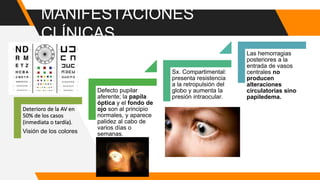 MANIFESTACIONES
CLÍNICAS
Deterioro de la AV en
50% de los casos
(inmediata o tardía).
Visión de los colores
Defecto pupilar
aferente; la papila
óptica y el fondo de
ojo son al principio
normales, y aparece
palidez al cabo de
varios días o
semanas.
Sx. Compartimental:
presenta resistencia
a la retropulsión del
globo y aumenta la
presión intraocular.
Las hemorragias
posteriores a la
entrada de vasos
centrales no
producen
alteraciones
circulatorias sino
papiledema.
 