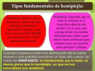 Tipos fundamentales de hemiplejia:
Hemiplejía derecha, que se
produce por daños que han
afectado al hemisferio
izquierdo del cerebro y que
provoca una notable pérdida
de sensaciones en el lado
izquierdo del cuerpo.
Hemiplejía izquierda, que es
fruto de lesiones en el
hemisferio derecho del
cerebro. En su caso, trae
consigo desde una notable
dificultad para poder coger
objetos hasta problemas para
realizar tareas tan sencillas
como peinarse o dibujar.
Cuando la persona sufre una disminución de la fuerza
motora o una parálisis parcial en un lado del cuerpo, se
habla de HEMIPARESÍA. La hemiparesia, por lo tanto, es
menos grave que la hemiplejia, ya que no hay
inmovilidad sino debilidad.
 