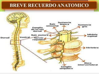 BREVE RECUERDO ANATOMICO
 