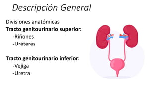 Descripción General
Divisiones anatómicas
Tracto genitourinario superior:
-Riñones
-Uréteres
Tracto genitourinario inferior:
-Vejiga
-Uretra
 