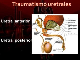 Uretra anterior



Uretra posterior
 