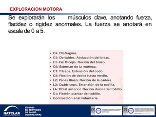 EXPLORACIÓN MOTORA
Se explorarán los músculos clave, anotando fuerza,
flacidez o rigidez anormales. La fuerza se anotará en
escala de 0 a 5.
 