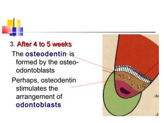 3. After 4 to 5 weeksAfter 4 to 5 weeks
The osteodentin is
formed by the osteo-
odontoblasts
Perhaps, osteodentin
stimulates the
arrangement of
odontoblasts
 