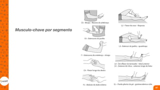 Musculo-chave por segmento
67
 
