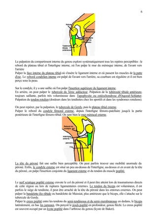 6
La palpation du compartiment interne du genou explore systématiquement tous les repères perceptibles : le
rebord du plateau tibial et l'interligne interne, où l'on palpe le mur du ménisque interne, de l'avant vers
l'arrière
Palper la face interne du plateau tibial où s'insère le ligament interne et où passent les muscles de la patte
d'oie. Le rebord condylien interne est palpé de l'avant vers l'arrière, sa courbure est régulière et il est bien
perçu sous la peau.
Sur le condyle, il y a une saillie où l'on palpe l'insertion supérieure du ligament interne.
En arrière, on peut palper le tubercule du 3ème adducteur. Palpation de la tubérosité tibiale antérieure,
toujours saillante, parfois très volumineuse dans l'apophysite ou ostéochondrose d'Osgood-Schlatter.
Palpation du tendon rotulien (douleurs dans les tendinites chez les sportifs et dans les syndromes rotuliens).
On peut repérer, par la palpation, le tubercule de Gerdy, puis le plateau tibial externe.
Palper le rebord du condyle fémoral externe, depuis l'interligne fémoro-patellaire jusqu'à la partie
postérieure de l'interligne fémoro-tibial. On sent bien le mur méniscal externe.
La tête du péroné fait une saillie bien perceptible. On peut parfois trouver une mobilité anormale du
péroné. Enfin, le condyle externe est situé un peu au-dessus de l'interligne, au-dessus et en avant de la tête
du péroné, on palpe l'insertion conjointe du ligament externe et du tendon du muscle poplité.
Le nerf sciatique poplité externe cravate le col du péroné et il peut être atteint lors de traumatismes directs
de cette région ou lors de ruptures ligamentaires externes. Le tendon du biceps est volumineux, il est
parfois le siège de tendinite, il peut être arraché de la tête du péroné dans les entorses externes. On peut
palper la bandelette ilio-tibiale ou bandelette de Maissiat, plus antérieure que le biceps, elle s’attache sur le
tubercule de Gerdy.
Palper le creux poplité entre les tendons du semi-tendinosus et du semi-membranosus en dedans, le biceps
latéralement, en bas les jumeaux. On perçoit le pouls poplité en profondeur, genou fléchi. Le creux poplité
est souvent occupé par un kyste poplité dans l’arthrose du genou (kyste de Baker).
 