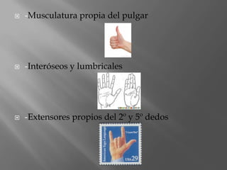    -Musculatura propia del pulgar




   -Interóseos y lumbricales




   -Extensores propios del 2º y 5º dedos
 
