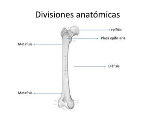 Divisiones anatómicas
epífisis
Placa epifisiaria
Diáfisis
Metafisis
Metafisis
 