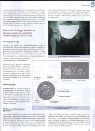 Traumatología
La mayor parte de los casos remiten de una a cuatro semanas. El único
tratamiento necesario es sintomático: observación, reposo y analgési-
cos o antiinflamatorios. Como en cualquier situación en la que el pa-
ciente pueda pasar un tiempo relativamente prolongado en reposo en
cama o tumbado, el principal riesgo es que se desarrolle una limitación
de la extensión de la cadera (actitud en flexo) (MIR 01-02, 92), por lo
que, en pacientes en los que la exploración demuestre un flexo muy
marcado (signo de Thomas), conviene añadir al tratamiento una trac-
ción cutánea suave durante una o dos semanas.
Enfermedad de Legg-Calvé-Perthes
(pseudocoxalgia, osteocondritis
deformante juvenil o coxa plana)
Concepto y epidemiología
Consiste en una isquemia de la extremidad p r o x i m a l del fémur en
crecimiento que c o n d i c i o n a su osteonecrosis parcial y posterior re-
vascularización y reosificación. Puede aparecer entre los 2 y los 13
años, pero la mayor parte de los casos ocurren entre los 4 y 8 años.
Es unilateral en el 9 0 % de los casos, de cuatro a cinco veces más
frecuente en varones y poco frecuente en niños afroamericanos. Se
asocia con retraso de la edad ósea (y talla baja que posteriormente se
recupera), hiperactividad, tabaquismo pasi-
vo y alteraciones de las somatomedinas.
existe afectación bilateral, deben descartarse otras afecciones, c o m o
la displasia epifisaria múltiple, enfermedades inflamatorias, hipotiroi-
dismo, anemia de células falciformes o enfermedad de Gaucher. La
resonancia magnética define mejor la extensión de la osteonecrosis
en fases iniciales.
Figura 95. Enfermedad de Perthes izquierda
La relación con la sinovitis transitoria ha
sido un tema debatido, pero en la actuali-
dad se considera q u e los casos de sinovitis
que teóricamente e v o l u c i o n a n a enferme-
dad de Perthes son, en realidad, cuadros
isquémicos desde su i n i c i o q u e se d i a g -
nostican erróneamente c o m o sinovitis tran-
sitoria por la escasez inicial de expresión
radiológica.
Anatomía patológica
Histológicamente, en las fases iniciales se
observa osteonecrosis. La posterior revascu-
larización debilita la estructura ósea y facili-
ta la producción de una fractura subcondral
que se asocia con el inicio de la cojera. Las
deformidades se producen durante la reosifi-
cación. El crecimiento del cartílago articular
se ve estimulado, lo que contribuye al desa-
rrollo de coxa magna.
Manifestaciones clínicas, diagnóstico
y pronóstico
Abultamiento
de la cápsula
Rarefacción
subcondral
CADERA AFECTADA CADERA NORMAL
Aumento de distancia
entre cabeza y cavidad
Densidad aumentada
Epífisis
más pequeña
Engrasamiento de la
placa epifisaria
Figura 96. Cambios patológicos de la enfermedad de Perthes
con su expresión radiológica
Clínicamente, se presenta con claudicación insidiosa de la marcha, d o -
lor moderado y limitación de la movilidad de la cadera, especialmente
abducción y rotación interna. Los estudios de laboratorio son negativos.
Radiológicamente, se aprecian cinco fases: inicial (radiografía normal
u osteopenia), densificación, fragmentación (con o sin visualización de
la fractura subcondral o signo de la uñetada de Waldenstróm), reosi-
ficación y remodelación (Figuras 95 y 96) (MIR 98-99F, 194). Cuando
Existen varios sistemas para valorar la extensión radiológica de la os-
teonecrosis. Actualmente, el más aceptado es el sistema del pilar late-
ral de Herring (A: no colapso, B: colapso de menos del 5 0 % del pilar
lateral, C: colapso del más del 5 0 % del pilar lateral) (Figura 97). La
clasificación de Catterall (afectación del 2 5 % , 5 0 % , 7 5 % o 1 0 0 % de
la epífisis) ha perdido vigencia. La Tabla 18 recoge los factores de mal
pronóstico de la enfermedad de Perthes.
6 9
 