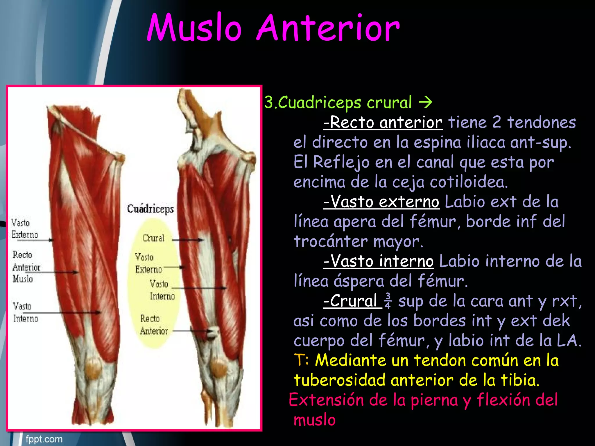 Muslo Anatomía de cadera y muslo. | PPT