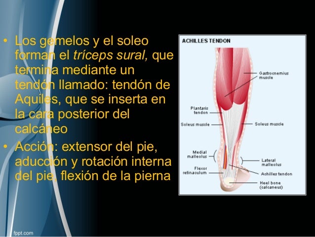 Anatomía de cadera y muslo.