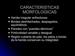 CARACTERISTICAS MORFOLOGICAS Herida irregular anfractuosa Bordes deshilachados, despegados, equimóticos. Paredes con “puentes dérmicos” Profundidad variable y desigual Región cubierta de pelo, los pelos a través de la herida conservan su integridad. 