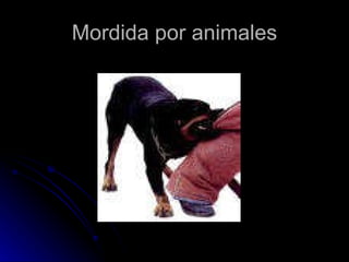 Mordida por animales 