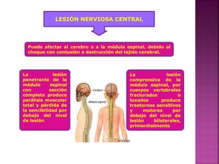 LESIÓN NERVIOSA CENTRAL
Puede afectar al cerebro o a la médula espinal, debido al
choque con contusión o destrucción del tejido cerebral.
La lesión
penetrante de la
médula espinal
con sección
completa produce
parálisis muscular
total y pérdida de
la sencibilidad por
debajo del nivel
de lesión
La lesión
comprensiva de la
médula espinal, por
cuerpos vertebrales
fracturados o
luxados produce
trastornos sensitivos
y motores por
debajo del nivel de
lesión bilaterales,
primordialmente
 