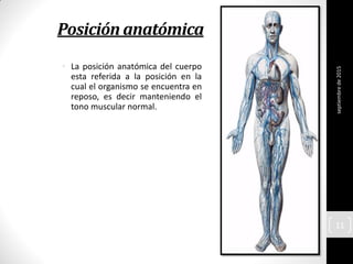 Posición anatómica
• La posición anatómica del cuerpo
esta referida a la posición en la
cual el organismo se encuentra en
reposo, es decir manteniendo el
tono muscular normal.
septiembrede2015
11
 