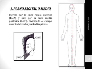 1.PLANOSAGITAL OMEDIO
• Ingresa por la línea media anterior
(LMA) y sale por la línea media
posterior (LMP), dividiendo al cuerpo
en mitad derecha y mitad izquierda.
septiembrede2015
13
 