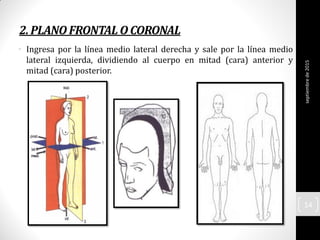 2.PLANOFRONTAL OCORONAL
• Ingresa por la línea medio lateral derecha y sale por la línea medio
lateral izquierda, dividiendo al cuerpo en mitad (cara) anterior y
mitad (cara) posterior.
septiembrede2015
14
 