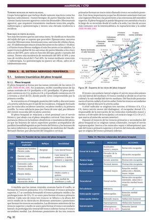 miniMANUAL 1 CTO
Pág. 30
TUMORES BENIGNOS DE PARTES BLANDAS.
Grupo heterogéneo que incluye desde tumores inactivos como los
lipomas subcutáneos (tumor benigno de partes blandas más fre-
cuente) hasta tumores agresivos como los desmoides (fibromatosis
agresiva), que requieren tratamiento mediante resección amplia,
radioterapia y quimioterapia y tienen una elevada tendencia a
recidivar.
SARCOMAS DE PARTES BLANDAS.
Son más frecuentes que los sarcomas óseos. Se clasifican en función
del tejido del que se supone que proceden (liposarcoma, sarcoma
sinovial, fibrosarcoma, leiomiosarcoma, sarcoma de células claras,
etc).Elrabdomiosarcomaeselmásfrecuenteenlosniños(<10años)
y el histiocitoma fibroso maligno el más frecuente en los adultos. La
supervivencia global de los sarcomas de partes blandas a los cinco
años es del 50%, pero varía en función del tipo, grado y tamaño del
tumor. Tienen una incidencia de metástasis del 30% al 50% y una
tasa de recidiva local del 5 %al 40%. Se tratan mediante resección
y radioterapia. La quimioterapia no parece ser eficaz, salvo en el
rabdomiosarcoma.
TEMA 5. EL SISTEMA NERVIOSO PERIFÉRICO.
5.1. Lesiones traumáticas del plexo braquial.
5.1.1. Plexo braquial.
El plexo braquial se forma por las ramas ventrales de las raíces C5
a D1 (MIR 99-00, 208). En ocasiones, recibe contribuciones de las
ramas ventrales de C4 (prefijado) o D2 (postfijado). El plexo prefi-
jado comienza en C4 y acaba en C8, y el postfijado comienza en C6
y termina a nivel de D2, donde puede verse comprometido por la
primera costilla.
Se encuentra en el triángulo posterior del cuello y discurre junto
a la arteria subclavia por el ojal de los escalenos, triángulo formado
por los músculos escalenos anterior, escaleno medio y la primera
costilla. La vena subclavia pasa por fuera de este ojal, por delante
del vientre muscular del escaleno anterior.
El plexo braquial se relaciona a nivel proximal con el nervio
frénico y por abajo con el plexo simpático cervical. Esto tiene im-
portancia clínica en la lesiones obstétricas o traumáticas del plexo,
ya que las lesiones de raíces superiores pueden acompañarse de
parálisis hemidiafragmáticas por lesión del frénico y las lesiones de
las raíces inferiores se pueden acompañar de síndrome de Claude-
Bernard-Horner, por afectación del simpático cervical.
Tabla 13. Función de las raíces del plexo braquial.
z
i
a
R
o
t
n
e
i
m
i
v
o
M
o
d
a
r
o
l
p
x
e
s
o
j
e
l
f
e
R d
a
d
i
l
i
b
i
s
n
e
S
5
C
.
o
r
b
m
o
h
n
ó
i
c
a
r
a
p
e
S
-
.
o
d
o
c
n
ó
i
x
e
l
F
-
.
l
a
t
i
p
i
c
i
B
- .
o
z
a
r
b
l
a
r
e
t
a
l
a
r
a
C
-
6
C
.
o
d
o
c
n
ó
i
x
e
l
F
-
.
a
c
e
ñ
u
m
n
ó
i
s
n
e
t
x
E
-
.
l
a
i
d
a
r
o
l
i
t
s
E
-
e
d
l
a
r
e
t
a
l
a
r
a
C
-
s
o
d
e
d
y
o
z
a
r
b
e
t
n
a
.
o
d
n
u
g
e
s
y
o
r
e
m
i
r
p
7
C
.
o
d
o
c
n
ó
i
s
n
e
t
x
E
-
.
s
o
d
e
d
n
ó
i
s
n
e
t
x
E
-
.
a
c
e
ñ
u
m
n
ó
i
x
e
l
F
-
.
l
a
t
i
p
i
c
i
r
T
- .
o
d
e
d
r
e
c
r
e
T
-
8
C .
s
o
d
e
d
n
ó
i
x
e
l
F
-
y
o
t
r
a
u
c
s
o
d
e
D
-
.
o
t
n
i
u
q
1
T
y
n
ó
i
c
a
m
i
x
o
r
p
A
-
.
s
o
d
e
d
n
ó
i
c
a
r
a
p
e
s
e
d
l
a
i
d
e
m
a
r
a
C
-
.
o
d
o
c
y
o
z
a
r
b
e
t
n
a
A medida que las ramas ventrales avanzan hacia el cuello, se
forman los troncos primarios. C5 y C6 forman el tronco primario
superior, C7 se continúa formando el tronco primario medio y las
prolongaciones de C8 y T1 se unen para formar el tronco primario
inferior. Cada uno de estos tres troncos se bifurca a la altura del
tercio medio de la clavícula en divisiones anteriores y posteriores
que forman los troncos secundarios. Las divisiones anteriores de los
troncos superior y medio se unen para formar el tronco secundario
lateral y la prolongación ventral del tronco inferior forma el tronco
secundario medial. Las divisiones posteriores de los tres troncos
primarios forman un tracto único llamado tronco secundario poste-
rior. Esto tiene importancia ya que las divisiones anteriores inervan
a las regiones flexoras y las posteriores a las extensoras del miembro
superior. El plexo braquial se puede bloquear con anestésico local a
lo largo de su recorrido desde el cuello a la axila. Las vías de acceso
más comunes son la interescalénica, la supraclavicular y la axilar
(MIR 99-00F, 246).
Figura 28. Esquema de las raíces del plexo braquial
El tronco secundario lateral origina el nervio musculocutáneo
y la raíz lateral del mediano. El tronco medial se divide en el nervio
cubital y la raíz medial del nervio mediano. Del fascículo posterior
nacenelnervioradialyelnervioaxilar.Entrelostroncossecundarios
medial y lateral discurre la arteria axilar.
A nivel radicular se originan tres nervios: el frénico (C4, C5 y
C6, único nervio motor del diafragma), el escapular dorsal (C5,
responsable de la inervación de los músculos romboides mayor y
menor y el elevador de la escápula) y el torácico largo (C5, C6 y C7,
que inerva al músculo serrato anterior).
Durante el trayecto de los troncos primarios y secundarios del
plexo braquial no se originan ramas colaterales, excepto el nervio
supraescapular (inerva a los músculos supra e infraespinoso) que
sale del tronco primario superior y el nervio del músculo subclavio,
que se origina del tronco primario inferior.
Tabla 14. Nervios colaterales del plexo braquial.
O
I
V
R
E
N O
L
U
C
S
Ú
M S
E
N
O
I
C
C
A
a
l
u
p
á
c
s
e
a
l
e
d
l
a
s
r
o
D
s
e
d
i
o
b
m
o
R
.
r
o
y
a
m
y
r
o
n
e
m
.
r
a
l
u
p
a
c
s
e
n
ó
i
c
c
a
r
t
e
R
a
l
e
d
r
o
d
a
v
e
l
E
.
a
l
u
p
á
c
s
e
.
r
a
l
u
p
a
c
s
e
n
ó
i
c
a
v
e
l
E
o
g
r
a
l
o
c
i
c
á
r
o
T .
r
o
i
r
e
t
n
a
o
t
a
r
r
e
S .
r
a
l
u
p
a
c
s
e
n
ó
i
c
c
a
r
t
o
r
P
l
a
i
d
e
m
l
a
r
o
t
c
e
P .
r
o
n
e
m
l
a
r
o
t
c
e
P .
r
a
l
u
p
a
c
s
e
n
ó
i
c
c
a
r
t
o
r
P
l
a
r
e
t
a
l
l
a
r
o
t
c
e
P .
r
o
y
a
m
l
a
r
o
t
c
e
P
,
l
a
i
d
e
m
n
ó
i
c
a
t
o
R
,
n
ó
i
x
e
l
f
y
n
ó
i
c
c
u
d
d
a
.
r
a
p
e
r
t
;
o
z
a
r
b
l
a
s
r
o
d
o
c
a
r
o
T .
o
h
c
n
a
l
a
s
r
o
D
;
r
a
l
u
p
a
c
s
e
n
ó
i
c
c
a
r
t
e
R
y
n
ó
i
c
c
u
d
a
,
n
ó
i
s
n
e
t
x
e
;
o
z
a
r
b
l
a
i
d
e
m
n
ó
i
c
a
t
o
r
.
r
a
p
e
r
t
o
i
v
a
l
c
b
u
s
l
e
D .
o
i
v
a
l
c
b
u
S ?
¿
r
o
i
r
e
p
u
s
r
a
l
u
p
a
c
s
e
b
u
S .
r
a
l
u
p
a
c
s
e
b
u
S
l
a
i
d
e
m
n
ó
i
c
a
t
o
R
.
l
a
r
e
m
u
h
r
o
i
r
e
f
n
i
r
a
l
u
p
a
c
s
e
b
u
S .
r
o
y
a
m
o
d
n
o
d
e
R .
l
a
r
e
m
u
h
n
ó
i
c
c
u
d
d
A
r
a
l
u
p
a
c
s
e
a
r
p
u
S
.
o
s
o
n
i
p
s
e
a
r
p
u
S .
l
a
r
e
m
u
h
n
ó
i
c
c
u
d
b
A
o
s
o
n
i
p
s
e
a
r
f
n
I
)
7
0
1
,
1
9
-
0
9
R
I
M
( .
l
a
r
e
t
a
l
n
ó
i
c
a
t
o
R
.
l
a
r
e
m
u
h
 