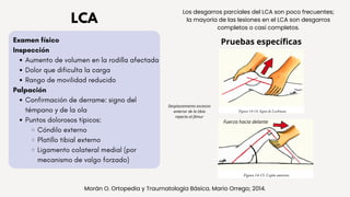 Rodilla Traumatolog a Y Ortopedia Y Patolog as pdf