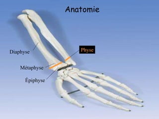 Diaphyse
Métaphyse
Épiphyse
Physe
Anatomie
 