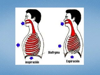 Para poder desempeñar la función ventilatoria, es fundamental que las paredes del  tórax tengan elasticidad y movilidad. En cada inspiración, la caja torácica aumenta de volumen, mientras que los pulmones, adheridos a ella por la pleura, se distienden para que penetre el aire dentro de sus alveolos. El proceso de la espiración es pasivo.Cuando este equilibrio anatomofuncional se rompe por una fuerza traumática, la función ventilatoria se  trastorna y la fisiología cardiorrespiratoria se altera. 